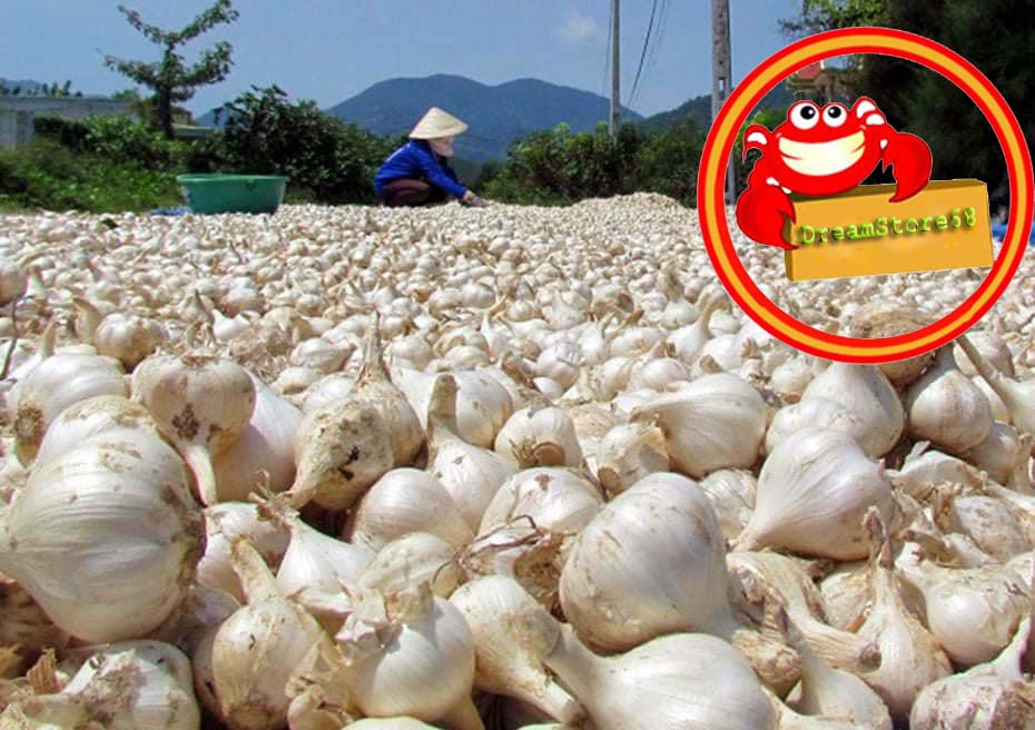 Tỏi Lý Sơn