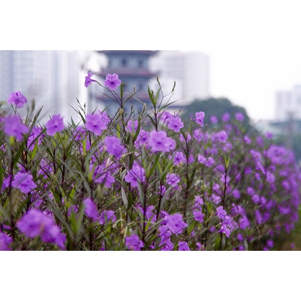 combo 100 cây giống hoa chiều tím