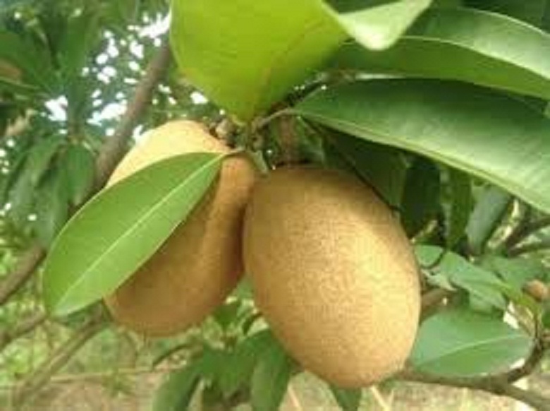 CÂY GIỐNG HỒNG XIÊM XOÀI