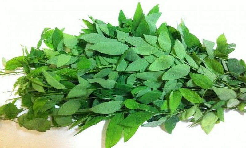 Hạt giống rau bồ ngót