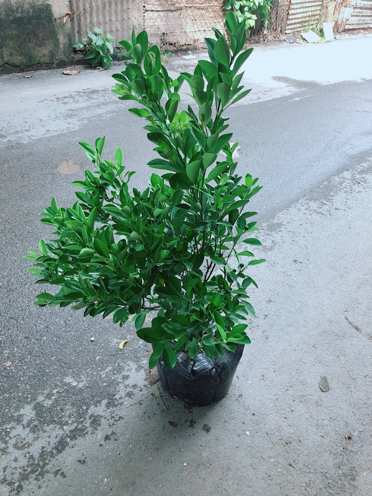 Cây Tắc To Đang Ra Quả