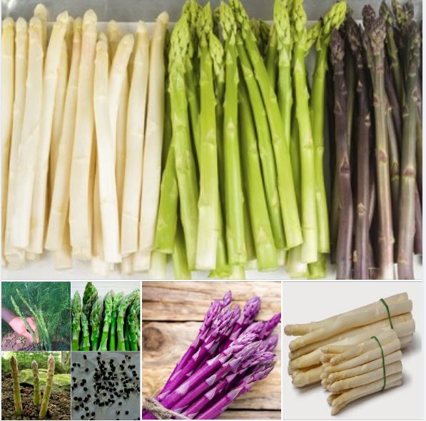 Combo 3 gói măng tây Kèm gói kích hạt nảy mầm