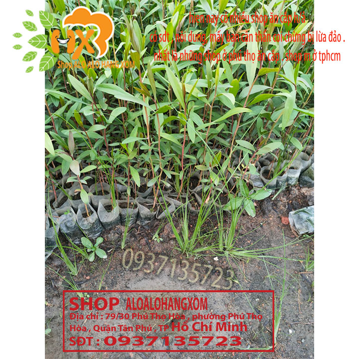 [HCM]Combo 50 cây tràm úc -cây giống