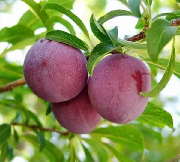 Cây giống mận chiết cành