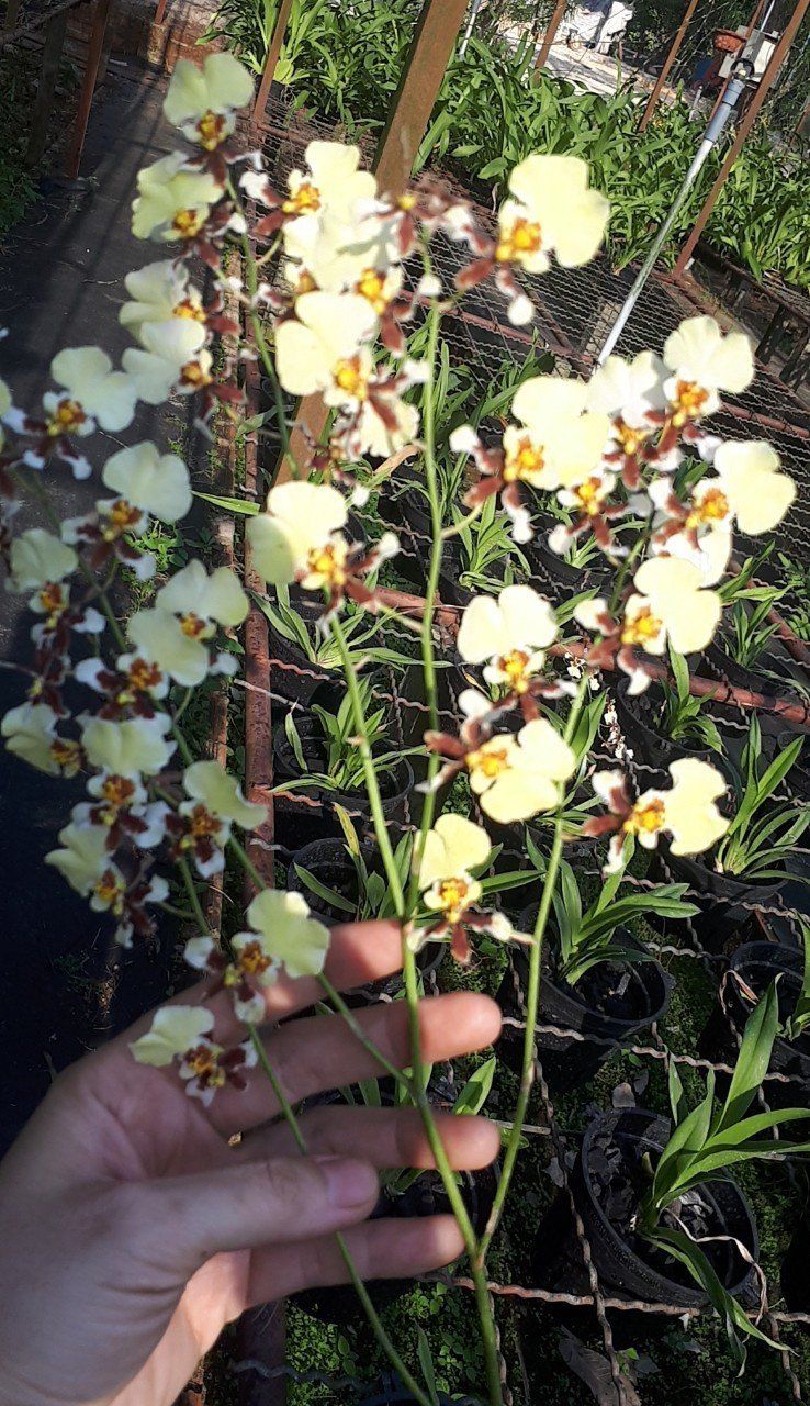 hoa lan vũ nữ bạch ngọc