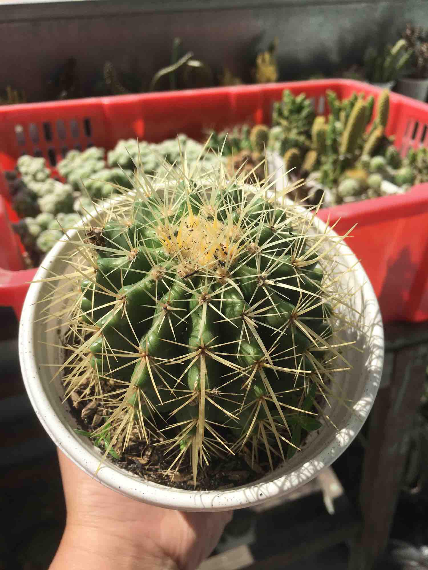 Xương Rồng Kim Hổ 10cm
