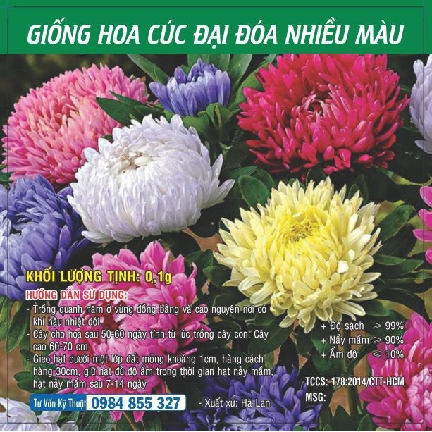 Hạt giống Cúc Đại Đóa nhiều màu TN