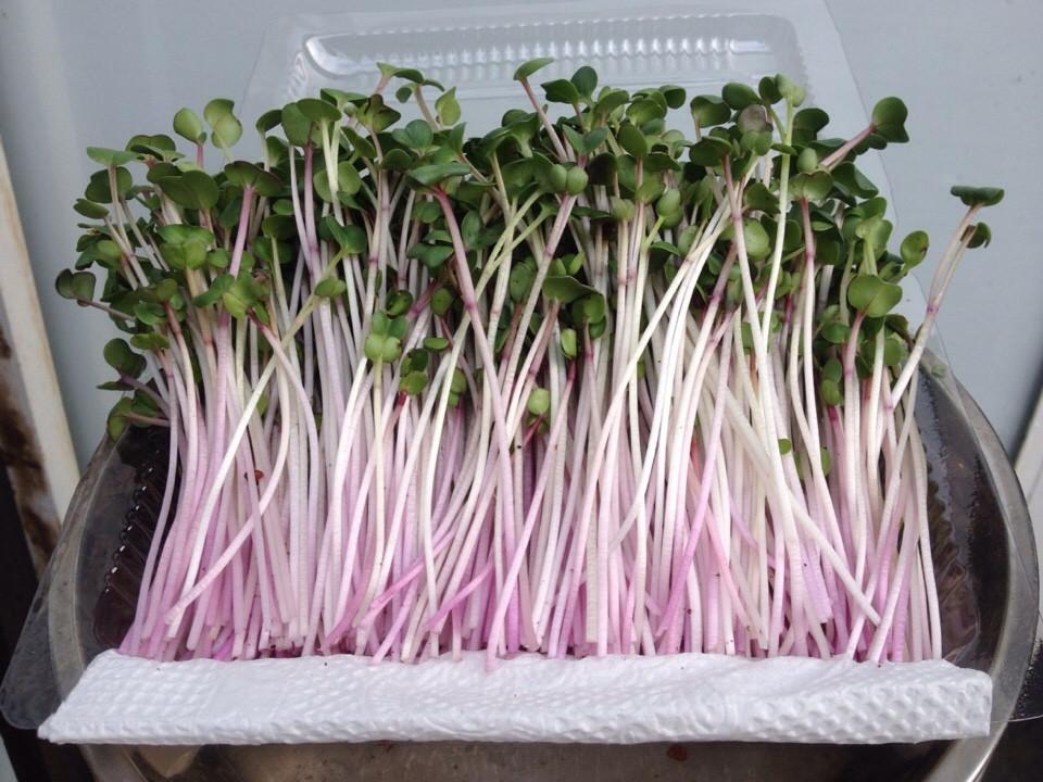 Gói 1kg Hạt Giống Rau Mầm Củ Cải đỏ  - Thế Giới Rau Mầm