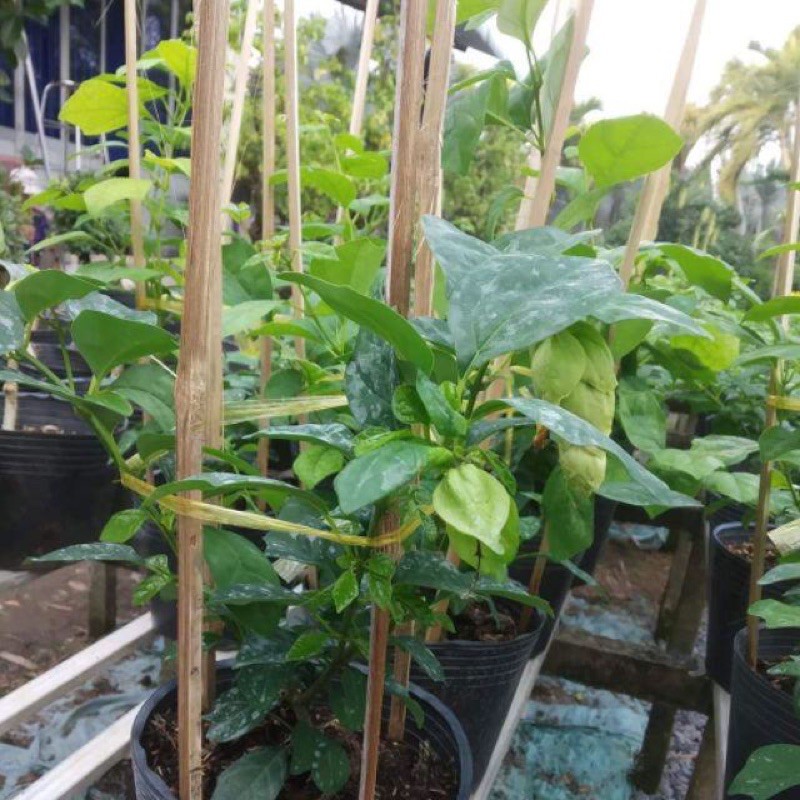 Cây huyền trân công chúa