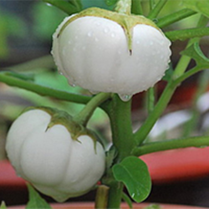 Hạt giống Cà pháo trắng cao sản (1 gram)