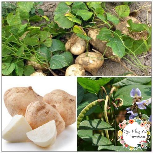 Giống Củ Sắn Củ Đậu - Gói 10 Gram