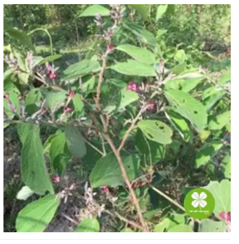 Cây an xoa (gói 1kg) - DTX009