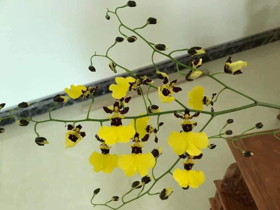 Vũ nữ Phù Thủy cây giống