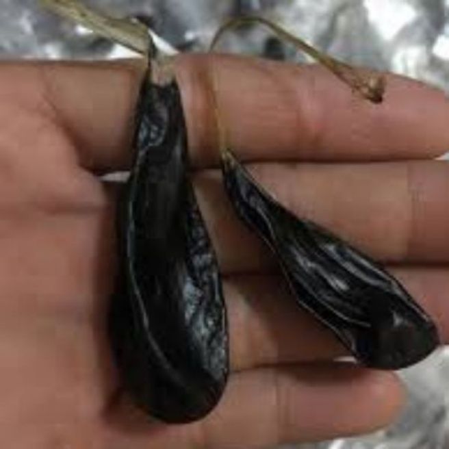 Sỉ toàn quốc mật kỳ đà