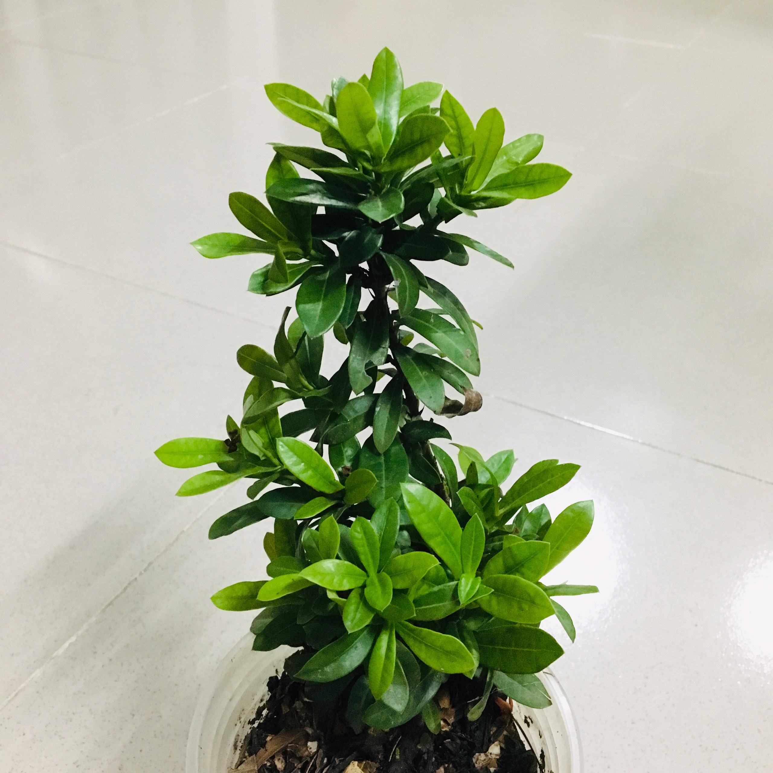 CÂY MẪU ĐƠN LÁ NHỎ HOA ĐỎ DÁNG BONSAI- CÂY BÔNG TRANG ĐỎ LÁ NHỎ