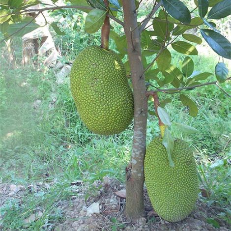 Cây mít thái siêu sớm