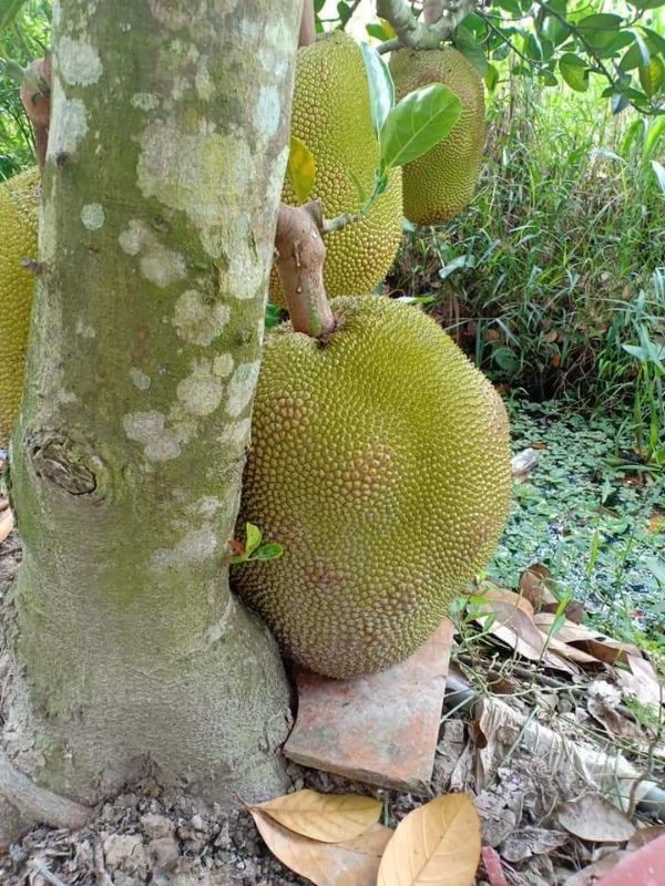 Cây giống Mít Ruột Đỏ sơ đỏ GFHGFH