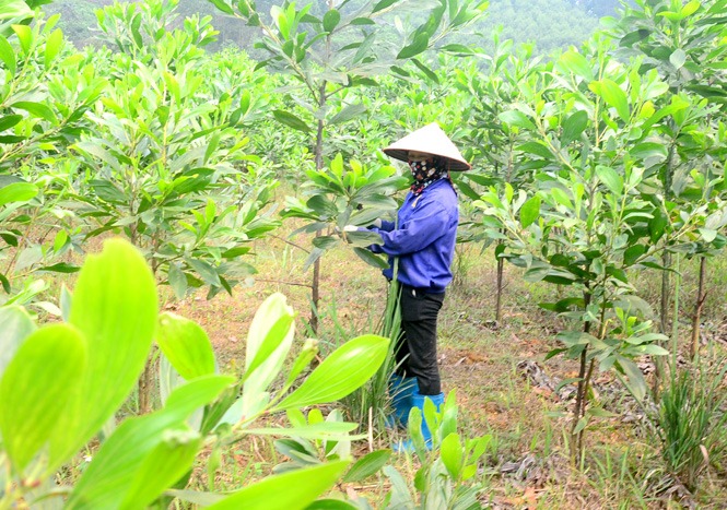 1kg hạt keo tai tượng giống