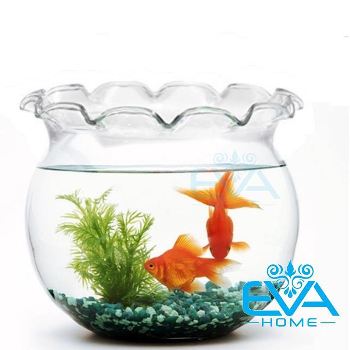 [HCM]Hồ Cá Bể Cá Thuỷ Tinh Miệng Bèo B2 24 x 21  Cm Tặng Kèm Sỏi Và Rong Trang Trí