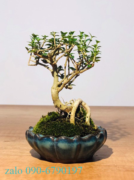 SAM HƯƠNG siêu mini để bàn CỰC ĐẸP