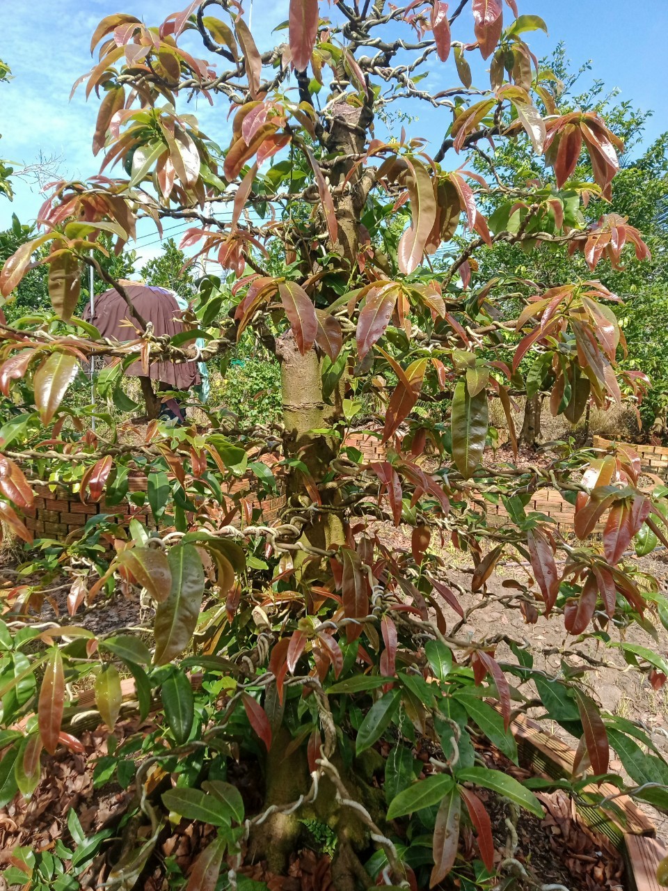 Chế phẩm rụng lá mai Max Flower 200gr