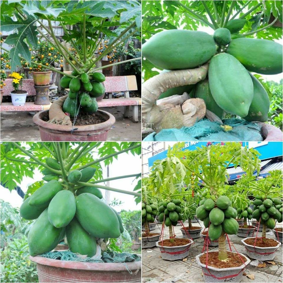 "Gói 10 Hạt " Hạt giống đu đủ lùn thái lan F1