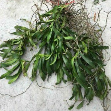 Quế trắng tháng 8,quế lan hương