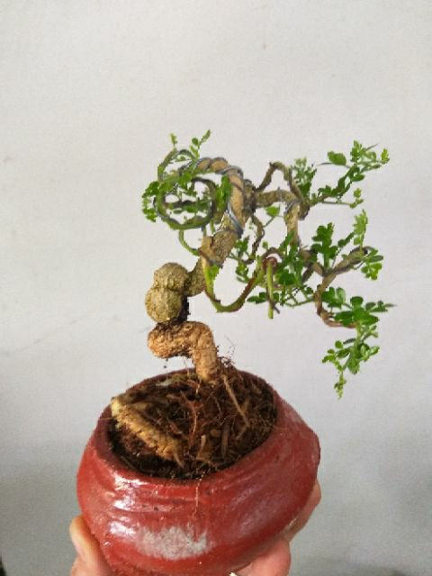 [HCM]Cần Thăng Bonsai mini
