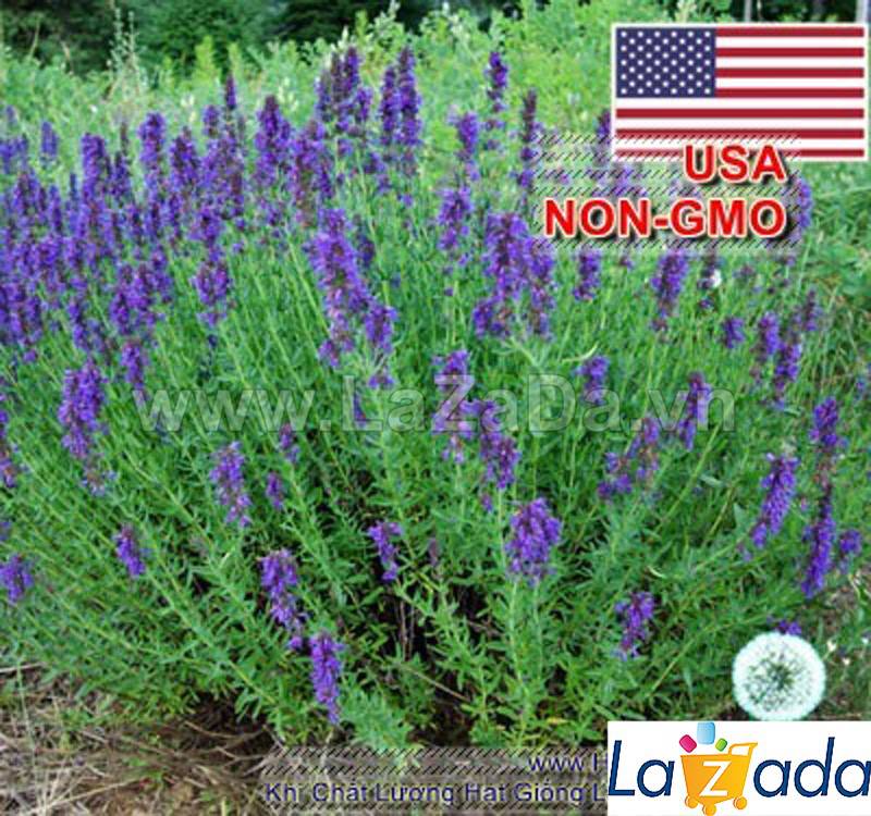 1GR 650.HAT Hạt Giống Bài Hương Hyssop (| C26*W43*M207)