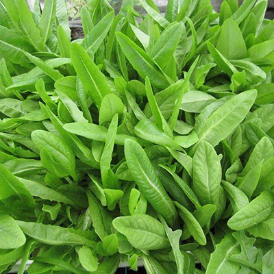 [FreeShip] Hạt Giống Rau Diếp Thơm - Gói 5gr