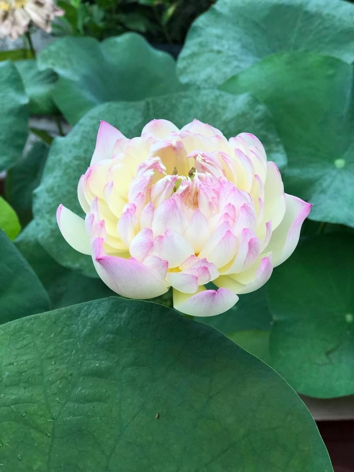 Củ sen chaming lip ( C28)