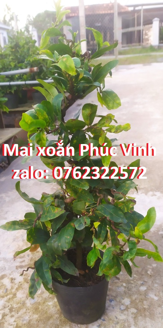 Mai Xoắn (Mai Quắn) Giảo Tự Xoắn