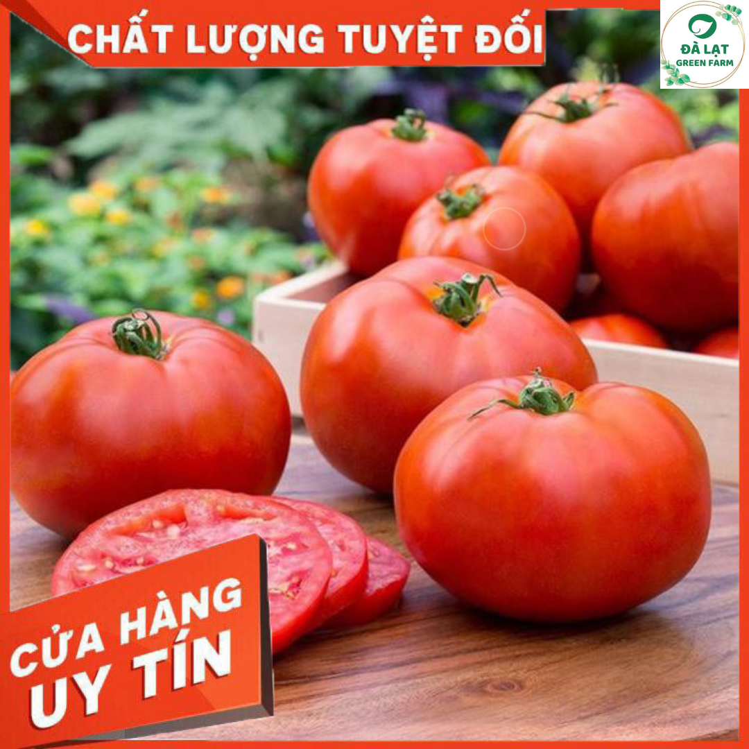 HẠT GIỐNG CÀ CHUA QUẢ TO CHỊU NHIỆT (CAO SẢN)_50 HẠT