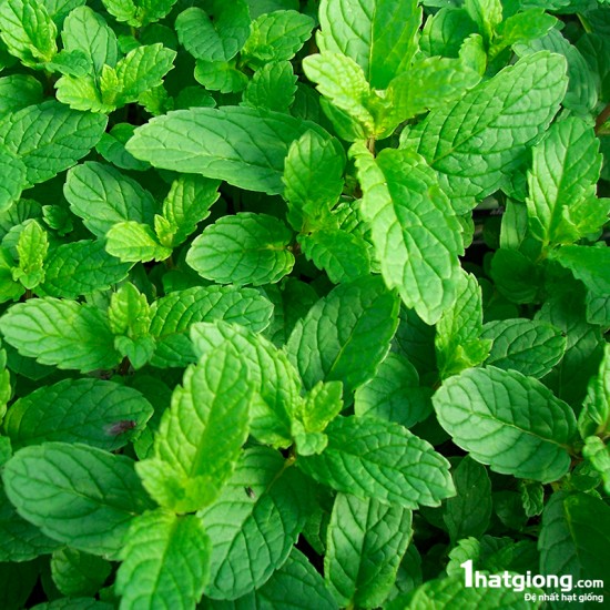 [Ảnh thật] [Rẻ vô địch] Hạt Giống Bạc Hà ( Húng Lũi) - HẠT GIỐNG RAU THƠM