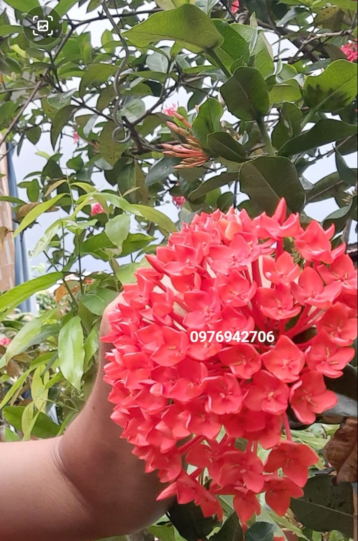 cây hoa mẫu đơn bông trang phụng hoàng lửa (giao cây cỡ như hình cuối)