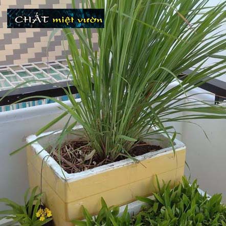 Cây Sả giống