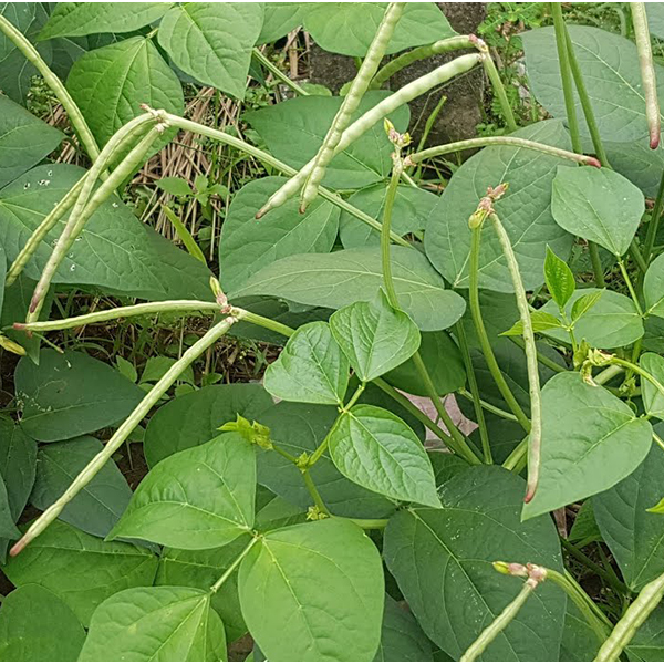 1KG Hạt giống đậu đen lòng xanh #[Seeds]