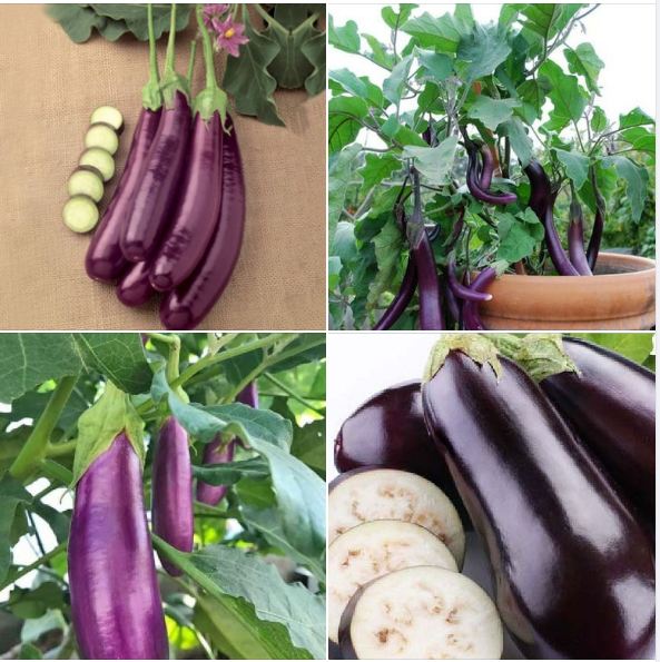 Hạt Giống Cà Tím F1 Chất Lượng - Dễ Trồng - gói (3gram - 400 hạt)