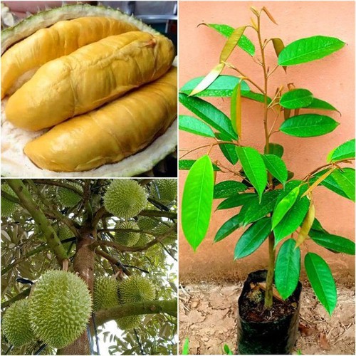Cây sầu riêng hạt lép cơm vàng RI6