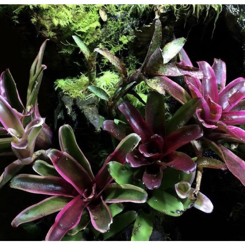 Bromeliad - Cây Dứa Nam Mỹ - Cây Bán Cạn