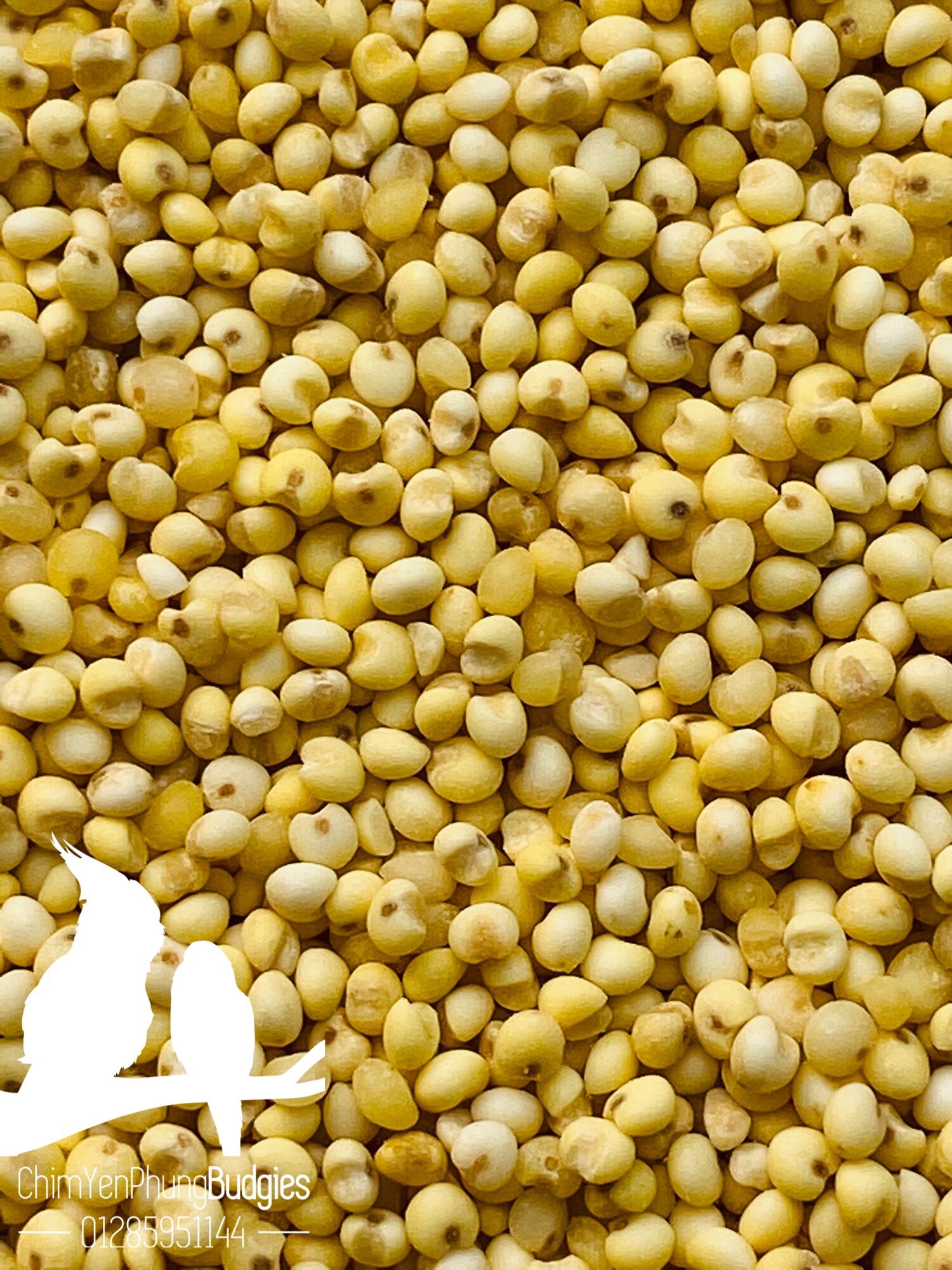 2kg hạt kê nếp vàng (đã bóc sạch vỏ) giàu dinh dưỡng.