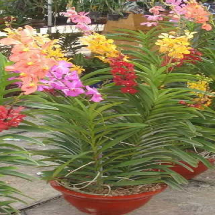 CÂY GIỐNG LAN MOKARA ĐỦ MÀU HÀNG THÁI LAN