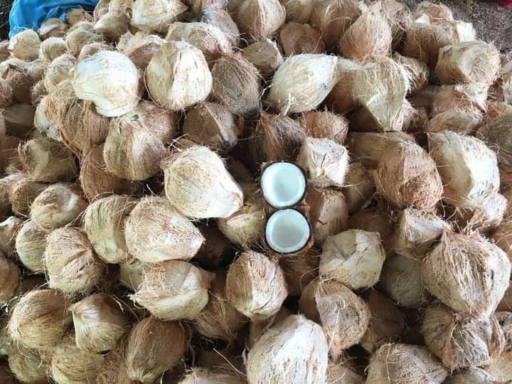 Dừa khô 1 trái trên 1kg