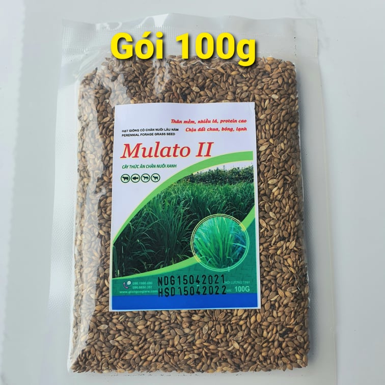 Hạt Giống Cỏ Mulato 2 – Hybrid Brachiaria (Bổ sung dinh dưỡng)