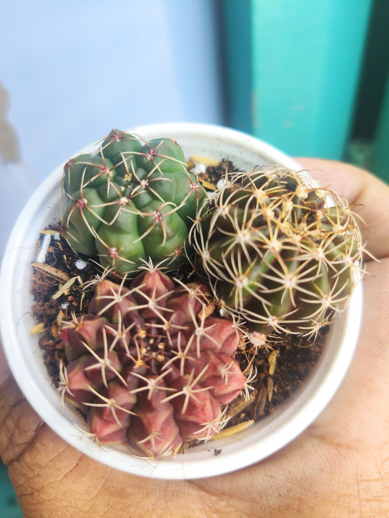 [HCM]xương rồng combo 3 loại khác nhau (cây ngẫu nhiên và không trùng)