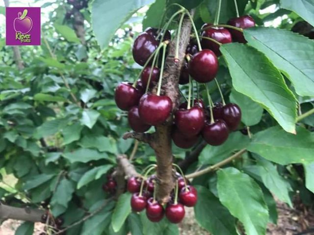 CÂY GIỐNG CHERRY MỸ ĐỎ + Tặng kèm túi phân trùn quế tốt cho cây