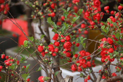 Mai Đỏ bonsai TỨ QUÝ