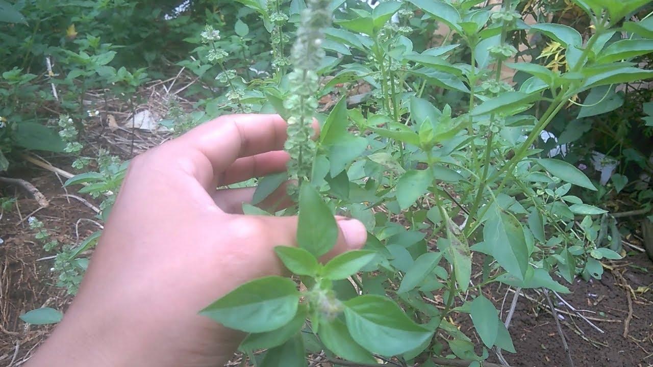 [HCM]Gói 5g hạt giống rau é trắng (rau thơm sả - húng thơm trắng) - H2P Shop