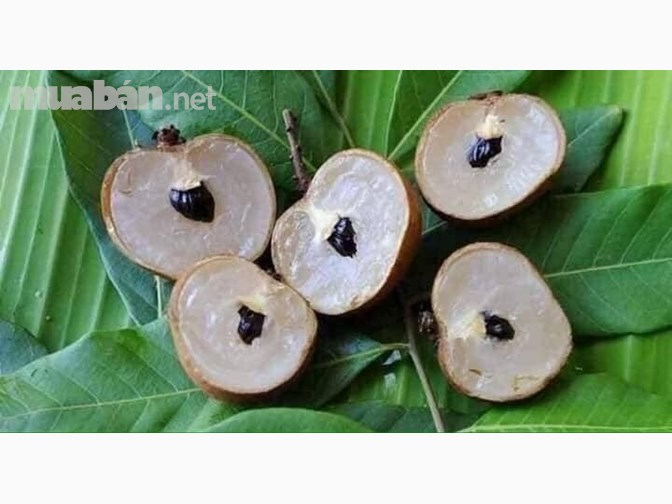 Cây NHÃN KHÔNG HẠT THÁI LAN