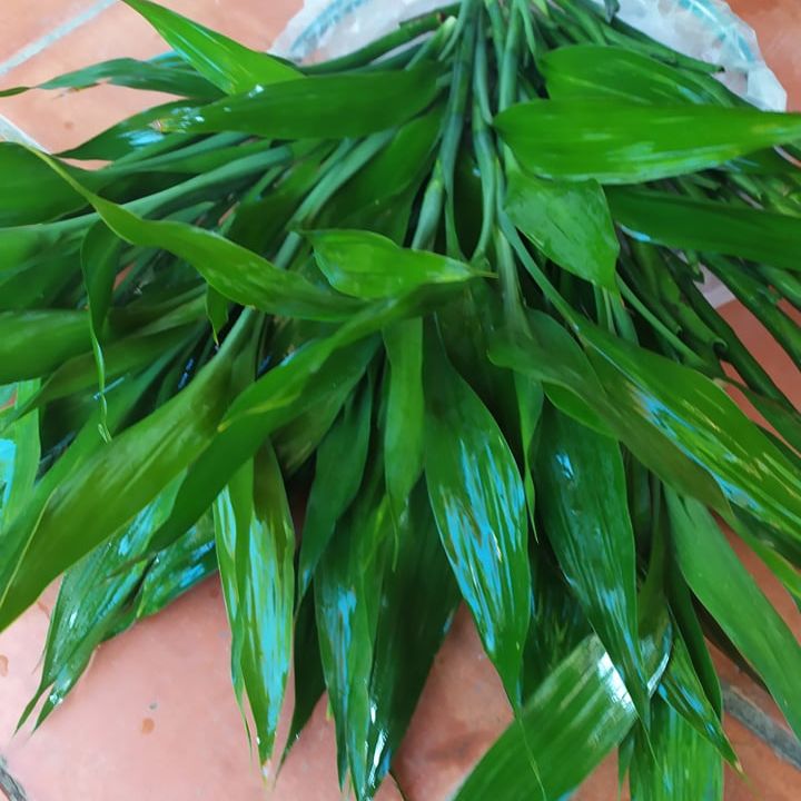 Cây phát tài phát lộc - cây phát tài trúc